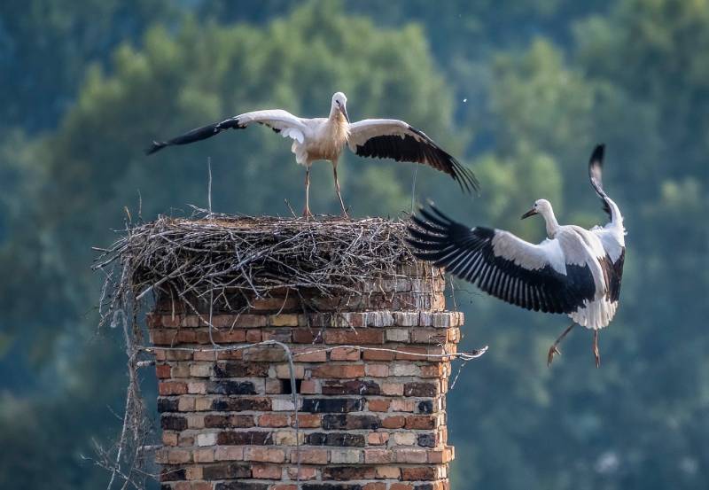 Expert Chimney Animal Removal in Kensington, MD Professional Chimney Animal Removal Services in Kensington, Maryland