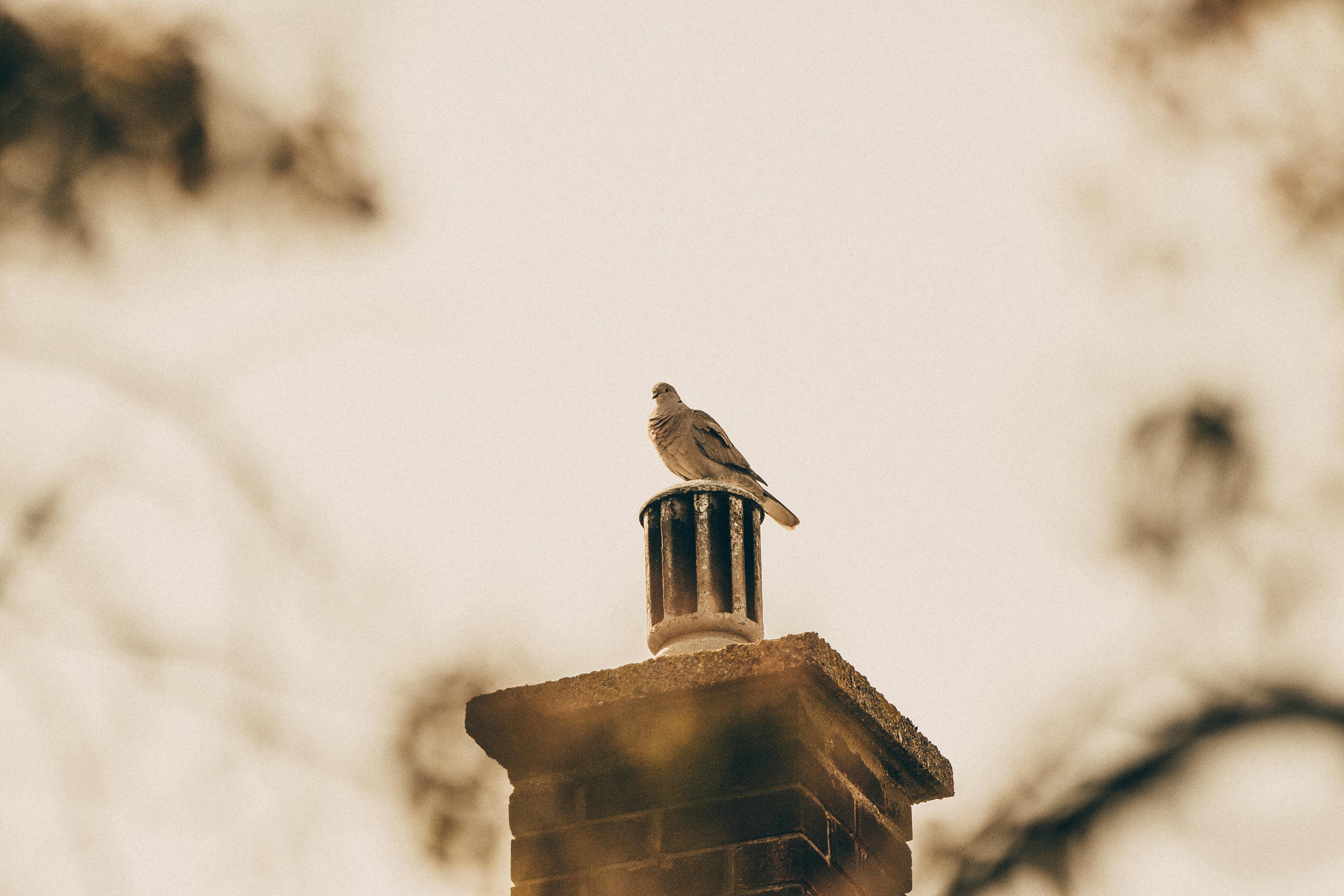 Professional Chimney Cap Installation Services in Kensington, MD Expert Chimney Cap Installation in Kensington, Maryland